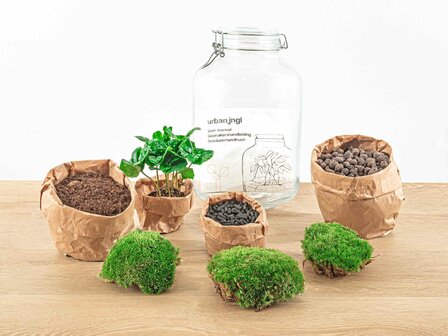 Jar Terrarium Kit - Bottle Garden - &uarr; 28 Cm Coffea Arabica
