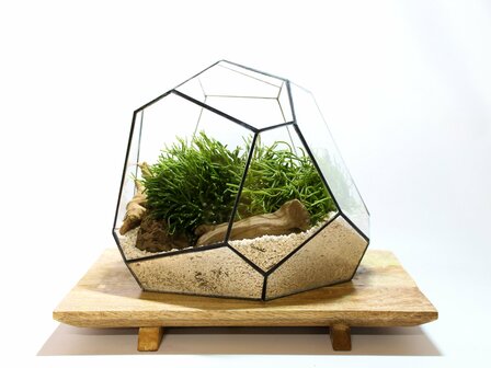 Geometric Terrarium - Torno - Vivarium - &uarr; 28 X 26 X 24 Cm (Lxwxh) - Glass