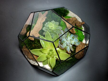 Geometric Terrarium - Torno - Vivarium - &uarr; 28 X 26 X 24 Cm (Lxwxh) - Glass