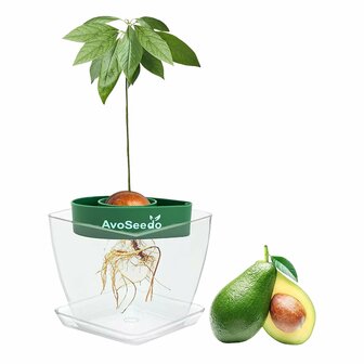 Avocado Kit &ndash; Grow Your Own Avocado!
