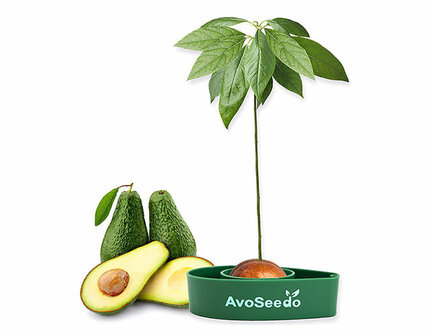 Avocado Kit &ndash; Grow Your Own Avocado!