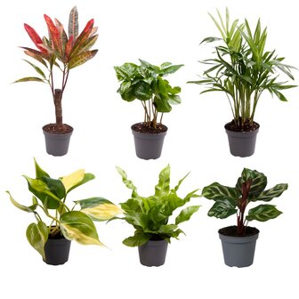 Baby Plants Surprise Box - &Oslash;6Cm - ↕12Cm - X6