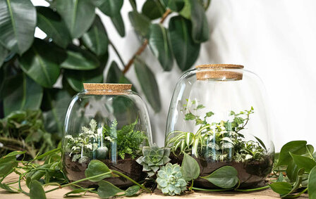 Terrarium Diy Kit - Emma - Diy Kit - &uarr; 25 Cm - &Oslash; 23 Cm Yes Bonsai Pink