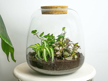 Terrarium Diy Kit - Emma - Diy Kit - &uarr; 25 Cm - &Oslash; 23 Cm No Bonsai Pink