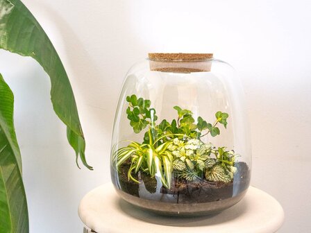 Terrarium Diy Kit - Emma - Diy Kit - &uarr; 25 Cm - &Oslash; 23 Cm No Bonsai Pink