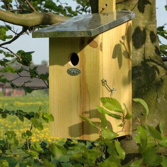 Observation Nesting Box - Birdhouse - Birds &amp; Garden