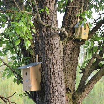 Observation Nesting Box - Birdhouse - Birds &amp; Garden