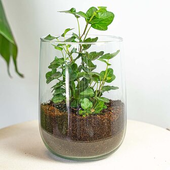 Vase Martin - Diy Kit - &uarr; 17 Cm Without heart Hedera Helix