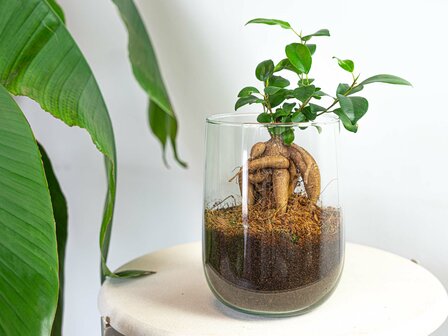 Vase Martin - Diy Kit - &uarr; 17 Cm Without heart Hedera Helix