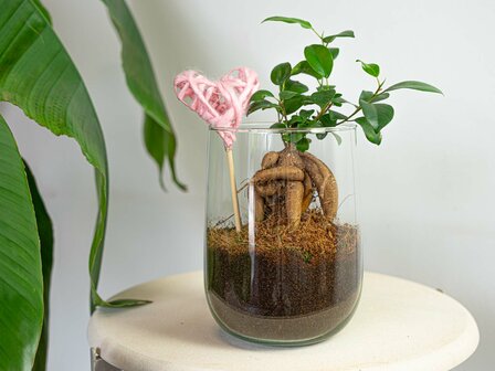 Vase Martin - Diy Kit - &uarr; 17 Cm Without heart Hedera Helix