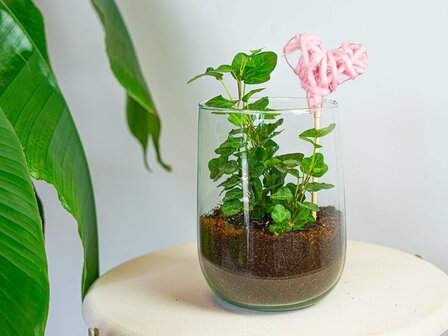 Vase Martin - Diy Kit - &uarr; 17 Cm Without heart Hedera Helix