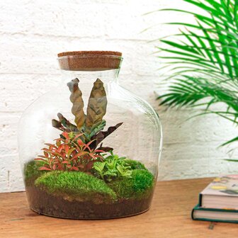 Terrarium Diy Kit - Fat Joe Red - Bottle Garden - &uarr; 30 Cm No