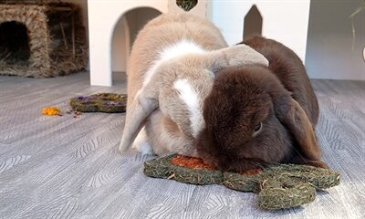 ROSEWOOD NATURALS CARROT &#039;N&#039; FORAGE BUNNY