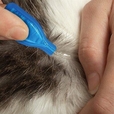 Beaphar Fiprotec Kat Tegen Vlooien & Teken 3+1 PIPET >1 KG EN 8 WEKEN