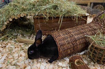 Happy Pet Wilgen Tunnel LARGE 32X15X15 CM