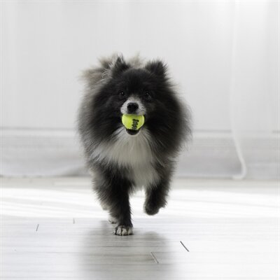 Kong Squeakair Tennisbal Geel Met Piep XS 4 CM 3 ST