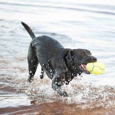 Kong Airdog Football Geel LARGE 17X10,5 CM