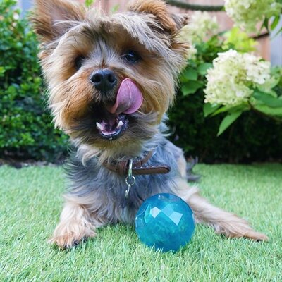 Biosafe Puppy Snack Bal Blauw 6,5X6,5X6,5 CM