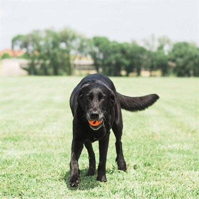 Chuckit Breathe Right Fetch Bal Oranje MEDIUM 2 ST