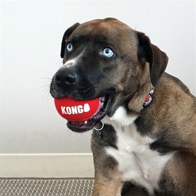 Kong Signature Sport Balls Assorti 5X5X5 CM 3 ST