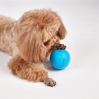 Fofos Rol Bal Oplaadbaar Voor Honden 8,5X8,5X8,5 CM