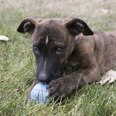 Kong Puppy Bal Assorti SMALL 6,5X6,5X6,5 CM