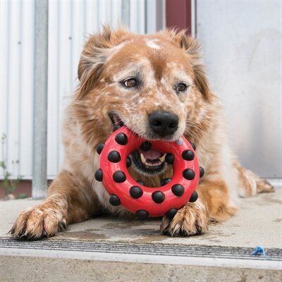 Kong Dotz Circle 14,5X14,5X4,5 CM