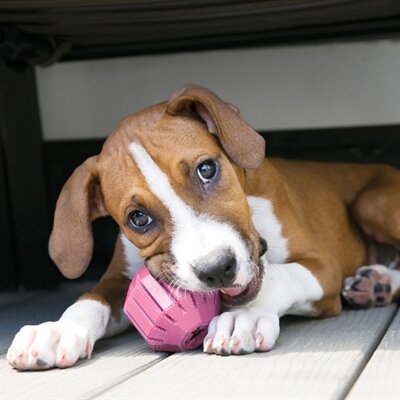 Kong Puppy Activity Rubber Bal Roze Of Lichtblauw Assorti TOT 9 KG 6,5X6,5X6,5 CM