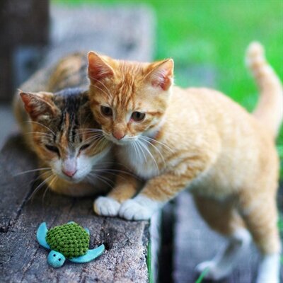 Kong Kat Catnip Turtle 9X1,5X10 CM
