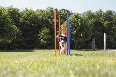 TRIXIE DOG ACTIVITY AGILITY SLALOM STOKKEN BLAUW / ORANJE