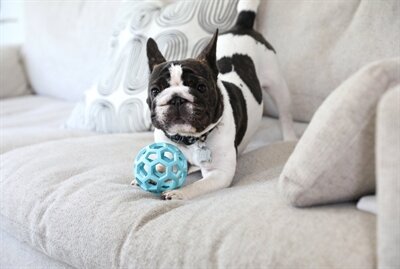 JW HOL-EE ROLLER TREND-EE BLAUW