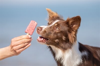 TRIXIE ICE POP ROZE