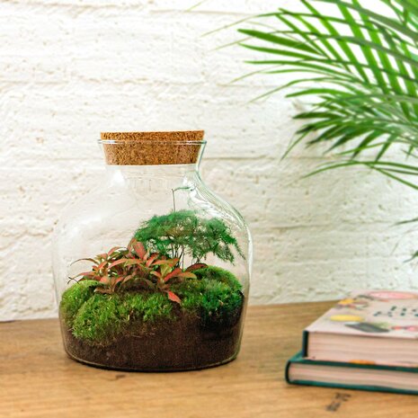 Terrarium Diy Kit - Little Joe - Bottle Garden - ↑ 21.5 Cm Coffea & Fittonia White