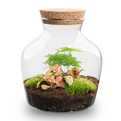 Terrarium Diy Kit - Little Joe - Bottle Garden - ↑ 21.5 Cm Hedera & Fittonia White