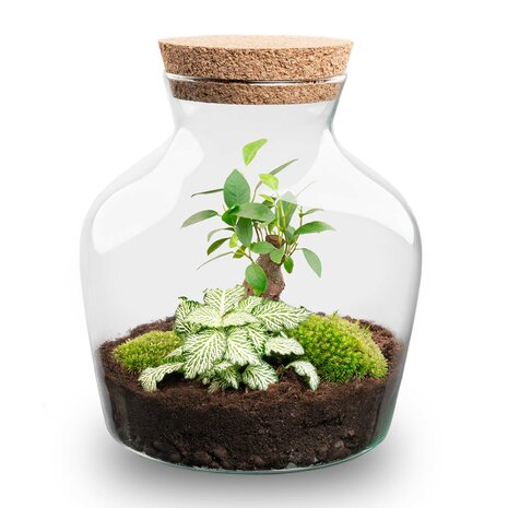 Terrarium Diy Kit - Little Joe - Bottle Garden - ↑ 21.5 Cm Hedera & Fittonia White