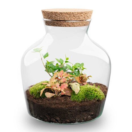 Terrarium Diy Kit - Little Joe - Bottle Garden - ↑ 21.5 Cm Asparagus & Fittonia White