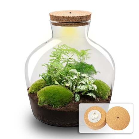 Terrarium Diy Kit - Fat Joe Green - Bottle Garden - ↑ 30 Cm Yes