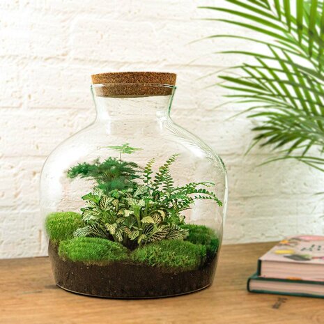Terrarium Diy Kit - Fat Joe Green - Bottle Garden - ↑ 30 Cm Yes