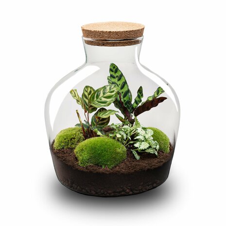 Terrarium Diy Kit - Fat Joe - Bottle Garden - ↑ 30 Cm Yes