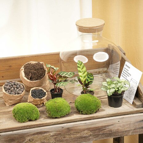 Terrarium Diy Kit - Fat Joe - Bottle Garden - ↑ 30 Cm Yes