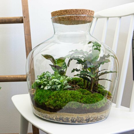 Terrarium Diy Kit - Fat Joe - Bottle Garden - ↑ 30 Cm Yes