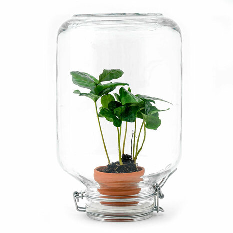 Terrarium Diy Kit - Easyplant  - ↑ 28 Cm Bonsai