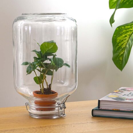 Terrarium Diy Kit - Easyplant  - ↑ 28 Cm Bonsai
