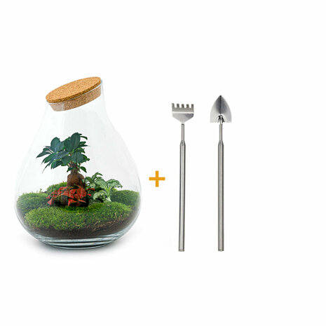 Terrarium Diy Kit - Drop Xxl Bonsai - Bottle Garden - ↑ 43 Cm Terrarium kit