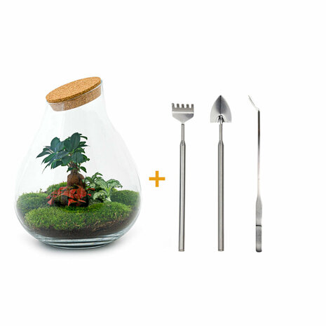 Terrarium Diy Kit - Drop Xxl Bonsai - Bottle Garden - ↑ 43 Cm Terrarium kit