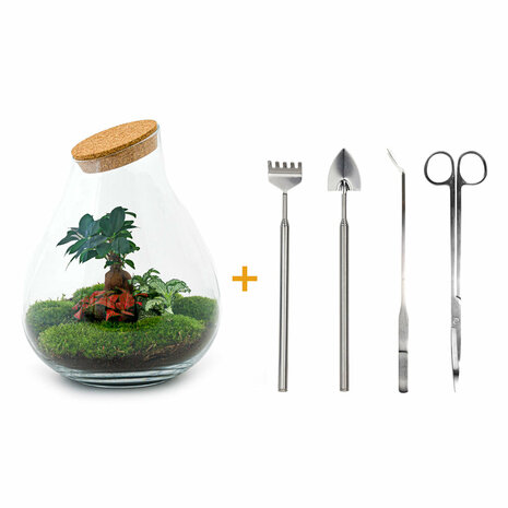 Terrarium Diy Kit - Drop Xxl Bonsai - Bottle Garden - ↑ 43 Cm Terrarium kit