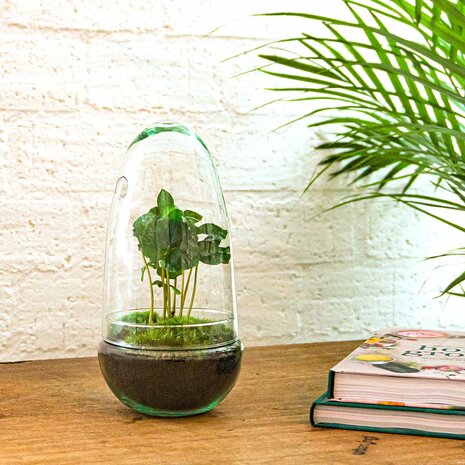 Terrarium Diy Kit - Bottle Garden - ↑ 25 Cm Asparagus