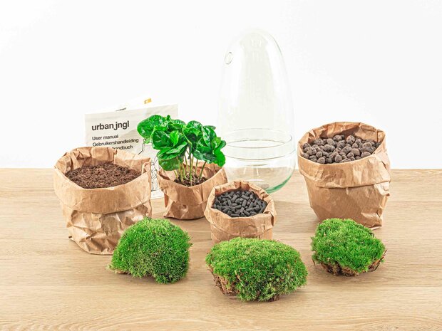 Terrarium Diy Kit - Bottle Garden - ↑ 25 Cm Asparagus
