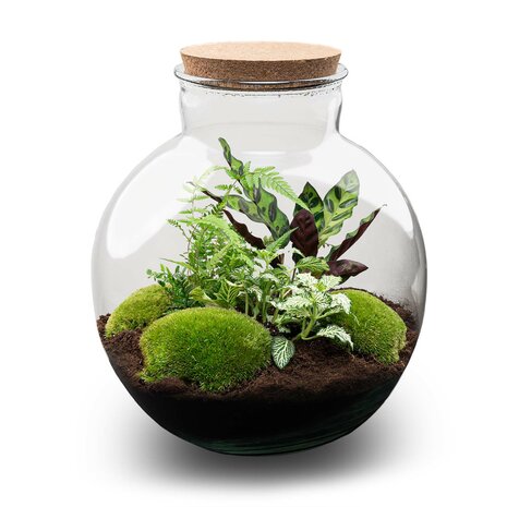 Terrarium Diy Kit - Bolder Bob - Bottle Garden - ↑ 30 Cm No