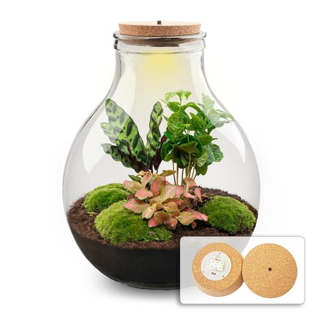 Terrarium Diy Kit - Big Paul Red Xl - Bottle Garden - ↑ 40 Cm With cord lighting